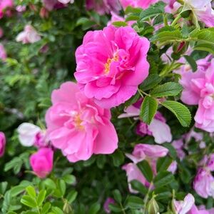 Meet your Posher, RoseSparkle93